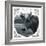 Cow Photograph-The Saturday Evening Post-Framed Giclee Print