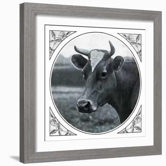 Cow Photograph-The Saturday Evening Post-Framed Giclee Print