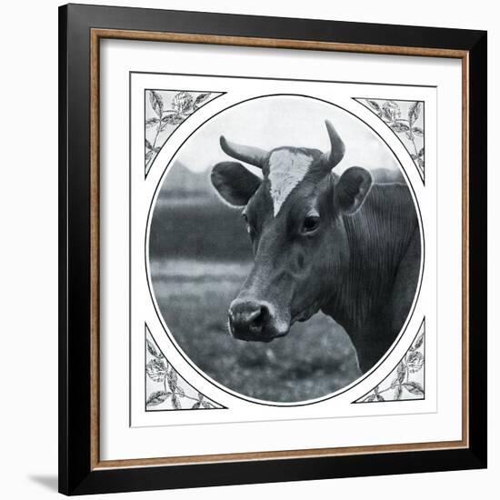 Cow Photograph-The Saturday Evening Post-Framed Giclee Print