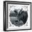 Cow Photograph-The Saturday Evening Post-Framed Giclee Print