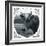 Cow Photograph-The Saturday Evening Post-Framed Giclee Print