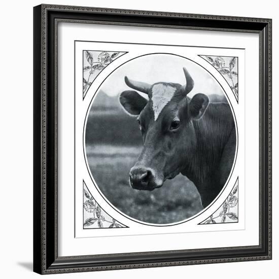 Cow Photograph-The Saturday Evening Post-Framed Giclee Print