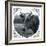 Cow Photograph-The Saturday Evening Post-Framed Giclee Print