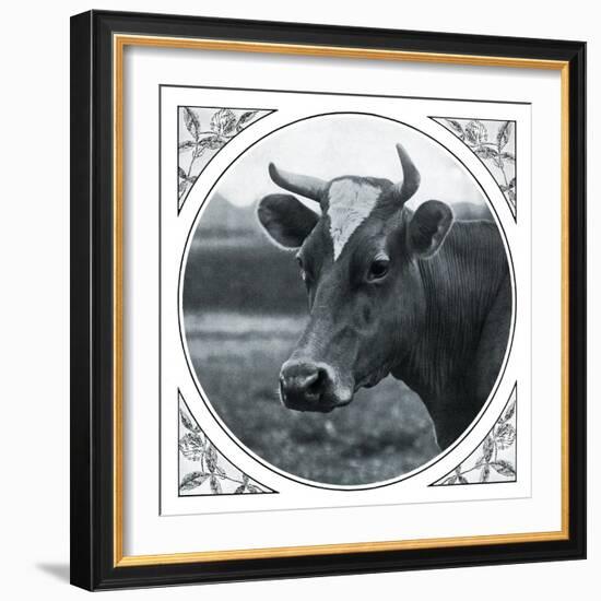 Cow Photograph-The Saturday Evening Post-Framed Giclee Print