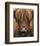 Cow Portrait-Sarah Stribbling-Framed Art Print