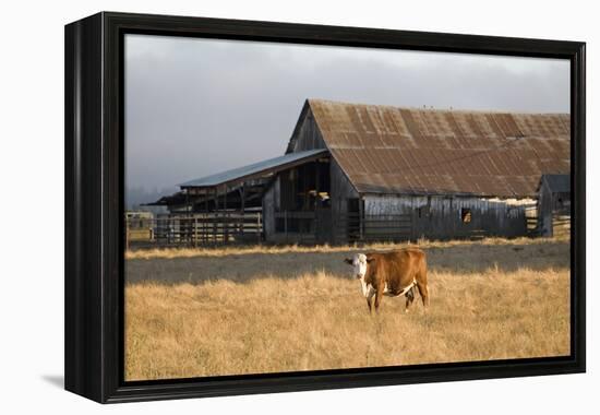 Cow Portrait-Lance Kuehne-Framed Premier Image Canvas