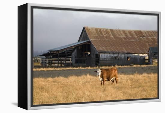 Cow Portrait-Lance Kuehne-Framed Premier Image Canvas