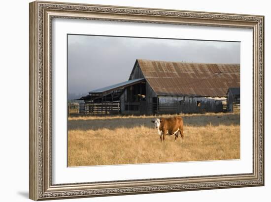 Cow Portrait-Lance Kuehne-Framed Photographic Print