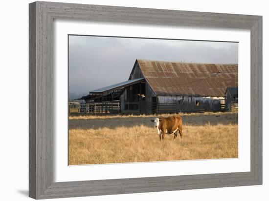 Cow Portrait-Lance Kuehne-Framed Photographic Print