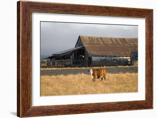 Cow Portrait-Lance Kuehne-Framed Photographic Print