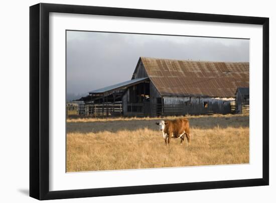 Cow Portrait-Lance Kuehne-Framed Photographic Print