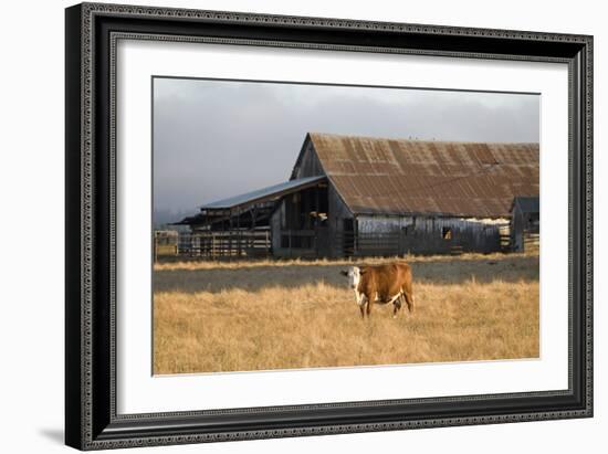 Cow Portrait-Lance Kuehne-Framed Photographic Print