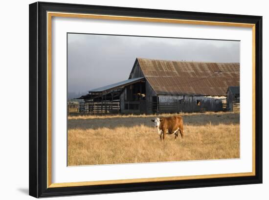 Cow Portrait-Lance Kuehne-Framed Photographic Print