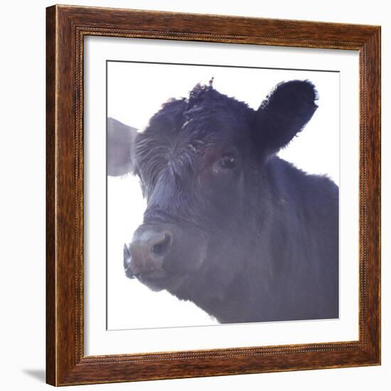 Cow Posing 2-null-Framed Photographic Print