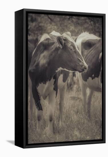 Cow Posing For You-null-Framed Premier Image Canvas