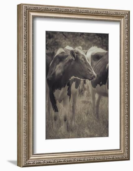 Cow Posing For You-null-Framed Photographic Print