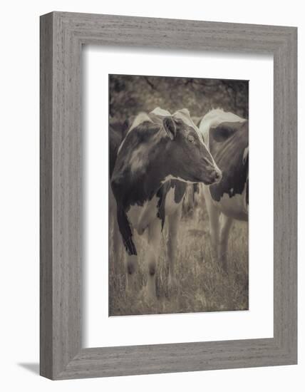 Cow Posing For You-null-Framed Photographic Print