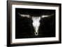 Cow Skull-PHBurchett-Framed Art Print