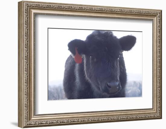 Cow Soft Curious-null-Framed Photographic Print