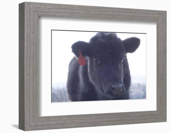 Cow Soft Curious-null-Framed Photographic Print