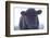 Cow Soft Curious-null-Framed Photographic Print