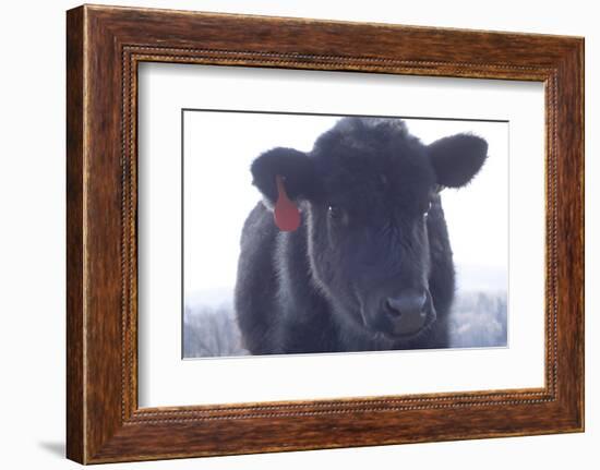 Cow Soft Curious-null-Framed Photographic Print