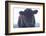 Cow Soft Curious-null-Framed Photographic Print