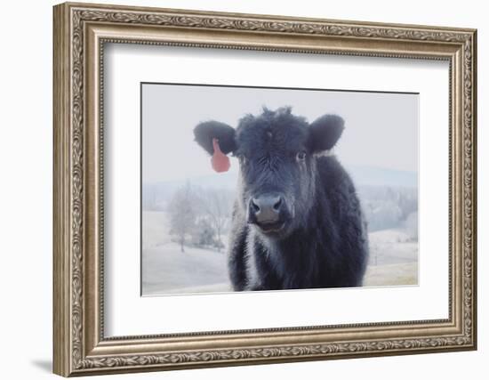 Cow Soft Youngin-null-Framed Photographic Print