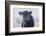 Cow Soft Youngin-null-Framed Photographic Print