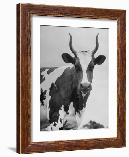 Cow Standing on Edward E. Wilson's Farm, Son of General Motors Pres. Charles Erwin Wilson-null-Framed Photographic Print