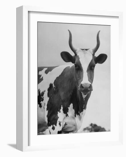 Cow Standing on Edward E. Wilson's Farm, Son of General Motors Pres. Charles Erwin Wilson-null-Framed Photographic Print