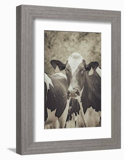 Cow Straw Chewin 2-null-Framed Photographic Print