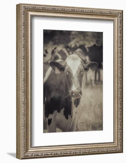 Cow Straw Chewin-null-Framed Photographic Print