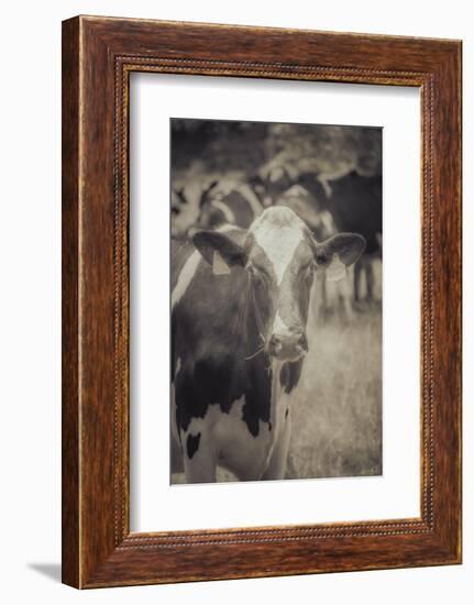 Cow Straw Chewin-null-Framed Photographic Print