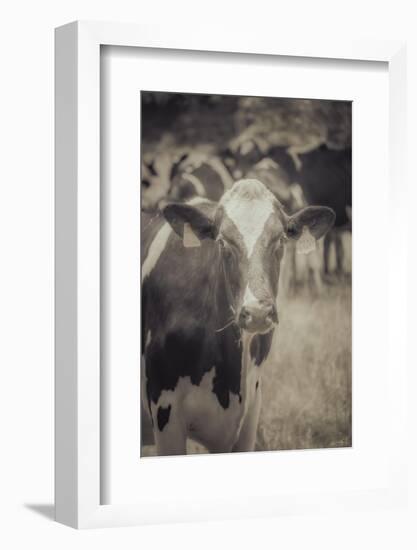 Cow Straw Chewin-null-Framed Photographic Print