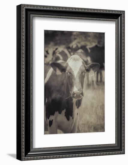 Cow Straw Chewin-null-Framed Photographic Print