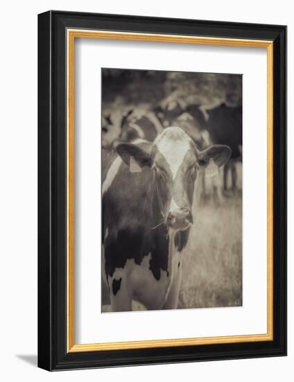 Cow Straw Chewin-null-Framed Photographic Print