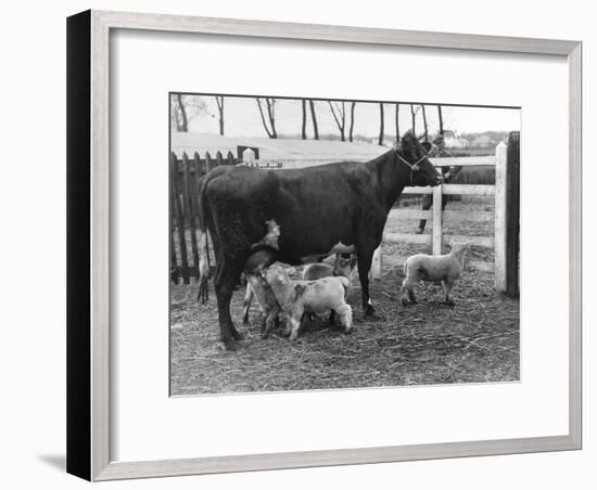 Cow Suckling Lambs-null-Framed Photographic Print