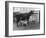 Cow Suckling Lambs-null-Framed Photographic Print