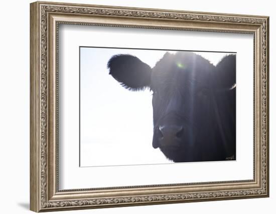 Cow Sunbeams-null-Framed Photographic Print