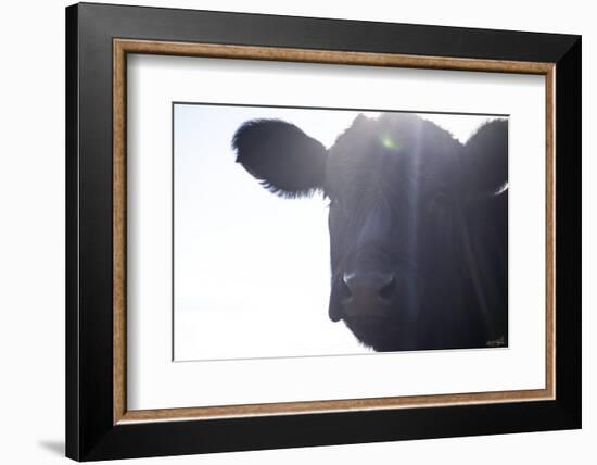 Cow Sunbeams-null-Framed Photographic Print