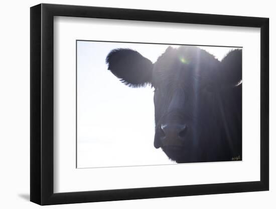 Cow Sunbeams-null-Framed Photographic Print