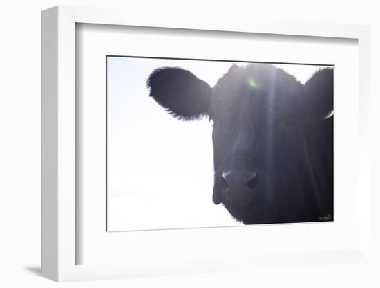 Cow Sunbeams-null-Framed Photographic Print