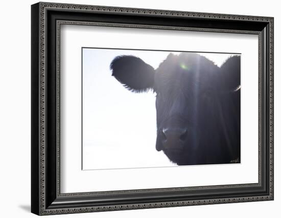 Cow Sunbeams-null-Framed Photographic Print