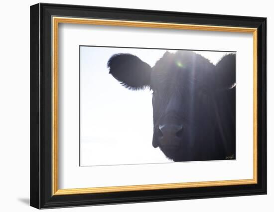 Cow Sunbeams-null-Framed Photographic Print