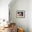 Cow Tips-Lucia Heffernan-Framed Premium Giclee Print displayed on a wall
