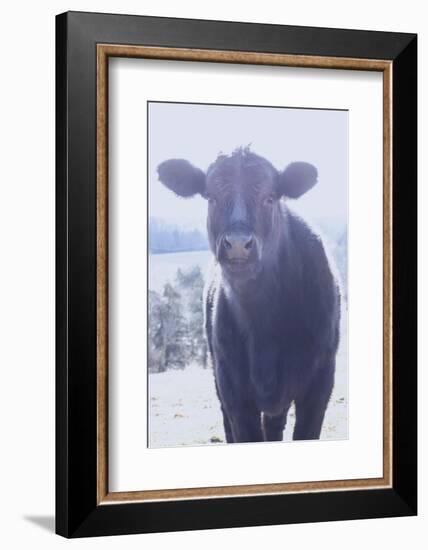 Cow Young Interested-null-Framed Photographic Print
