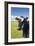 Cow-null-Framed Photographic Print