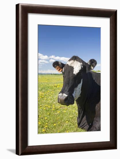 Cow-null-Framed Photographic Print