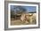 Cow-Robert Kaler-Framed Photographic Print